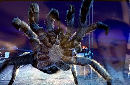 Malditas Aranhas! : Fotos