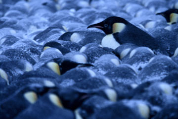A Marcha dos Pingüins : Fotos