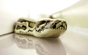Serpentes a Bordo : Fotos