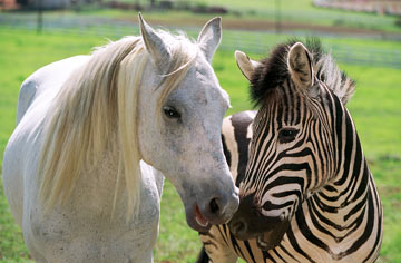 Deu Zebra! : Fotos