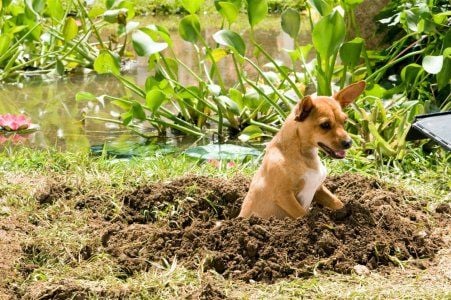 Perdido pra Cachorro : Fotos