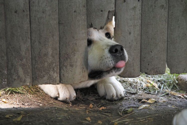 Sempre ao Seu Lado : Fotos