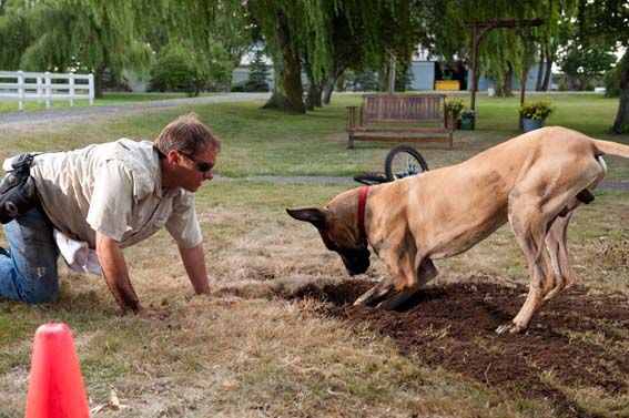 Marmaduke : Fotos