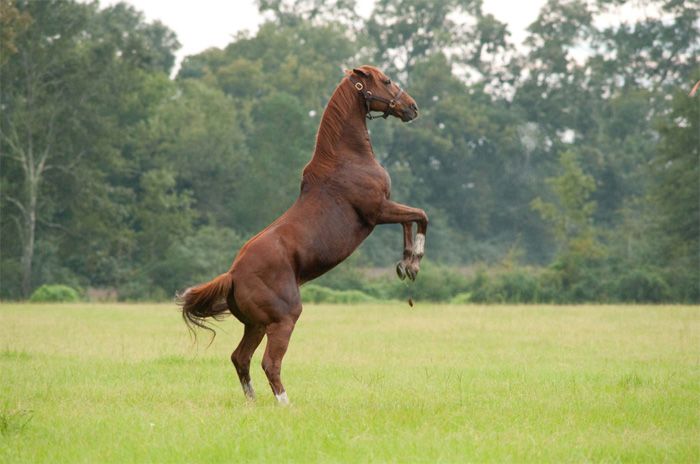 Secretariat - Uma História Impossível : Fotos