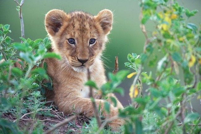 Reino dos Felinos : Fotos