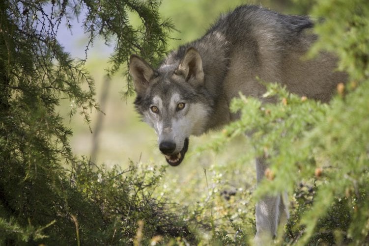 Loup - Uma Amizade para Sempre : Fotos