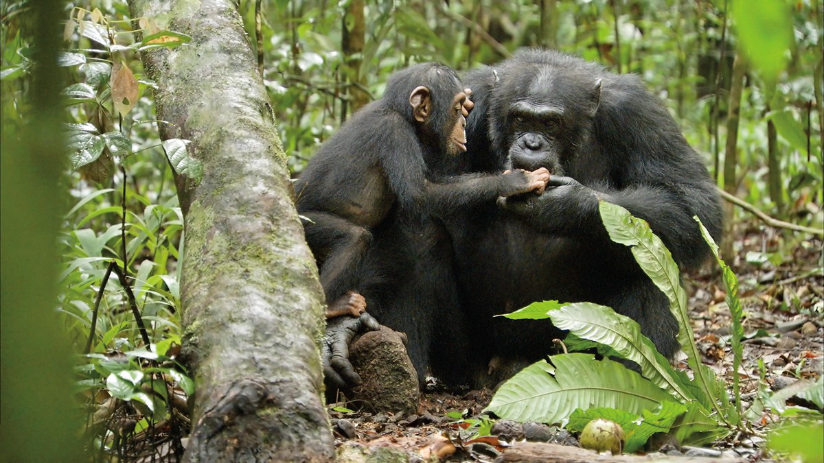 Chimpanzés : Fotos Mark Linfield, Alastair Fothergill