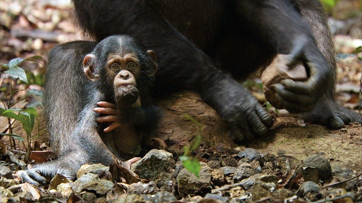 Chimpanzés : Fotos