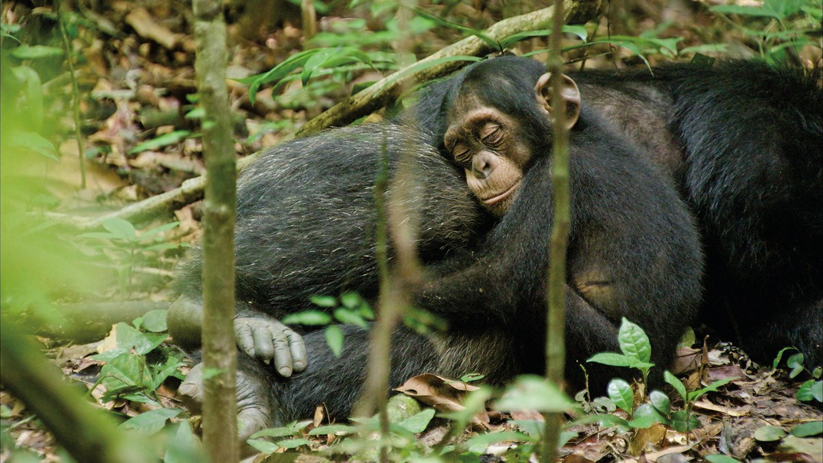 Chimpanzés : Fotos