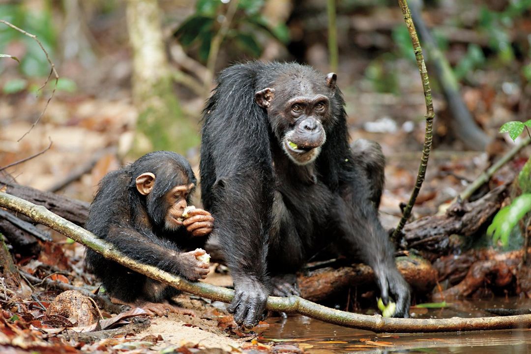 Chimpanzés : Fotos