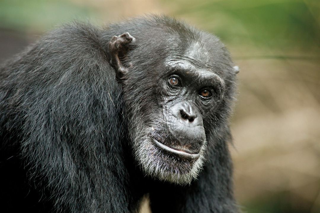 Chimpanzés : Fotos