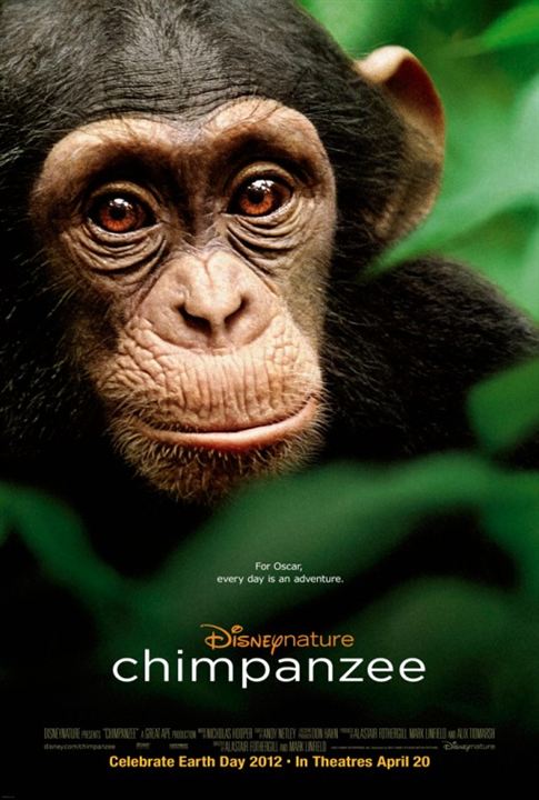 Chimpanzés : Poster