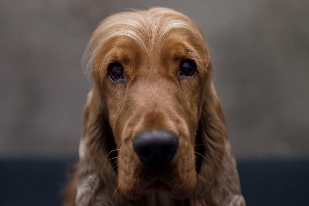 Cão que Ladra não Morde : Fotos