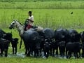 Expedição Viva Marajó : Fotos