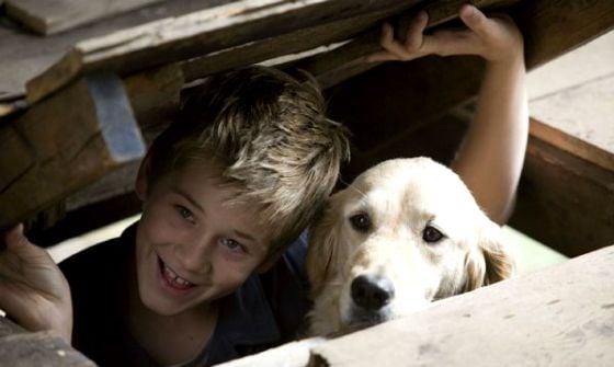 Confusão pra Cachorro : Fotos