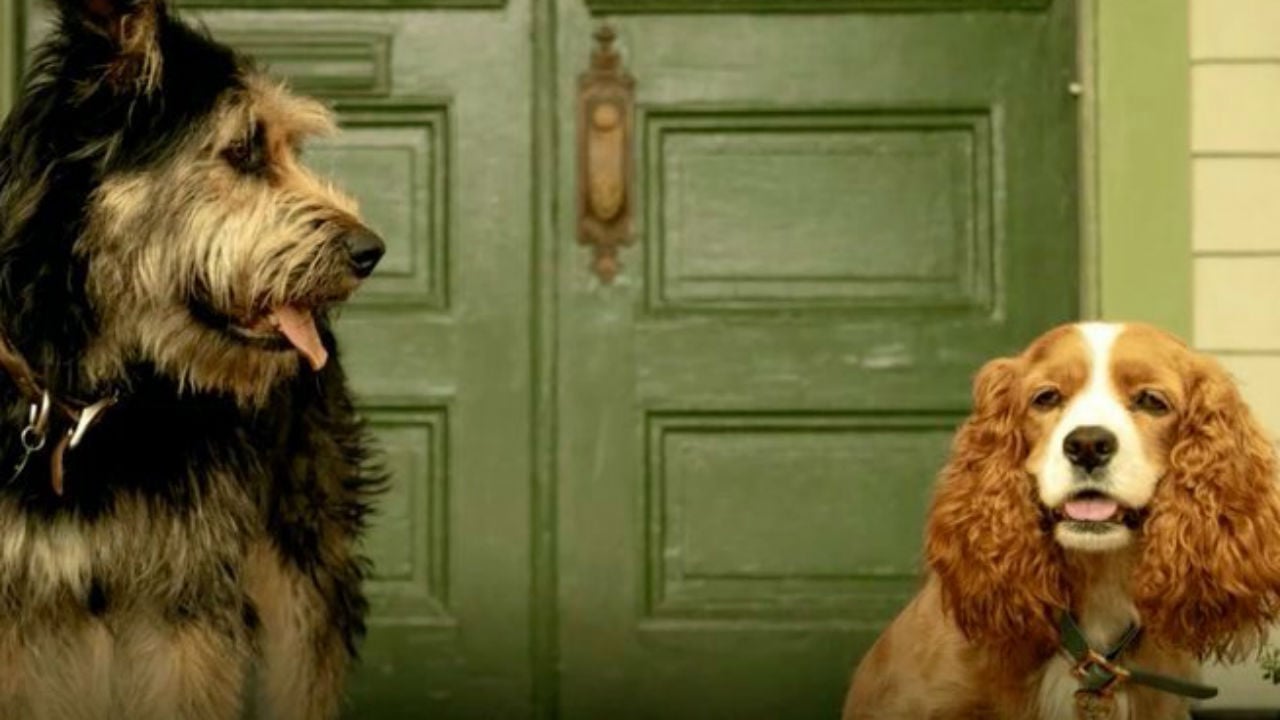 Veja os cães do live-action de 'A Dama e o Vagabundo