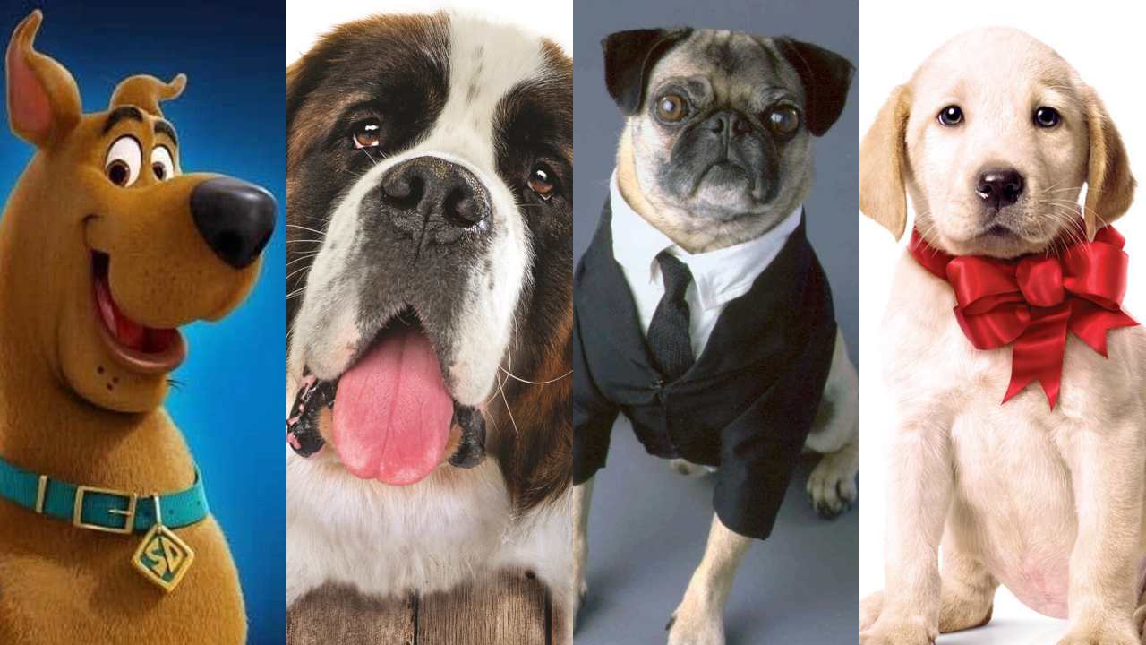 Oscar 2024: famoso cão de “Anatomia de uma Queda“ não deve