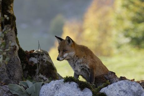 Le renard et l'enfant : Fotos