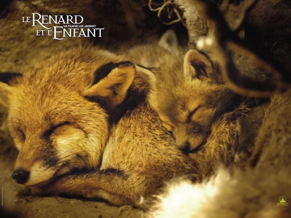 Le renard et l'enfant : Fotos