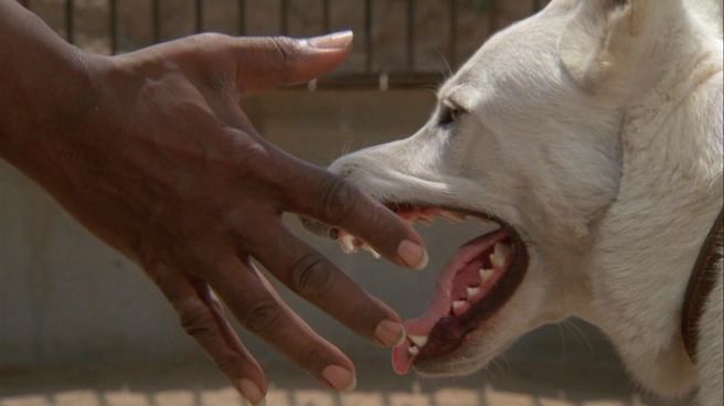 Cão Branco : Fotos