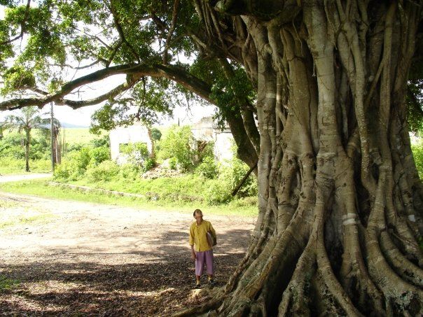 Pau Brasil : Fotos