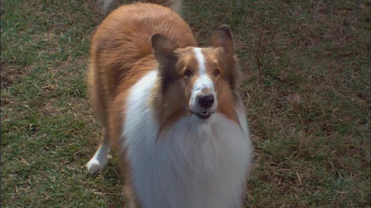Lassie : Fotos