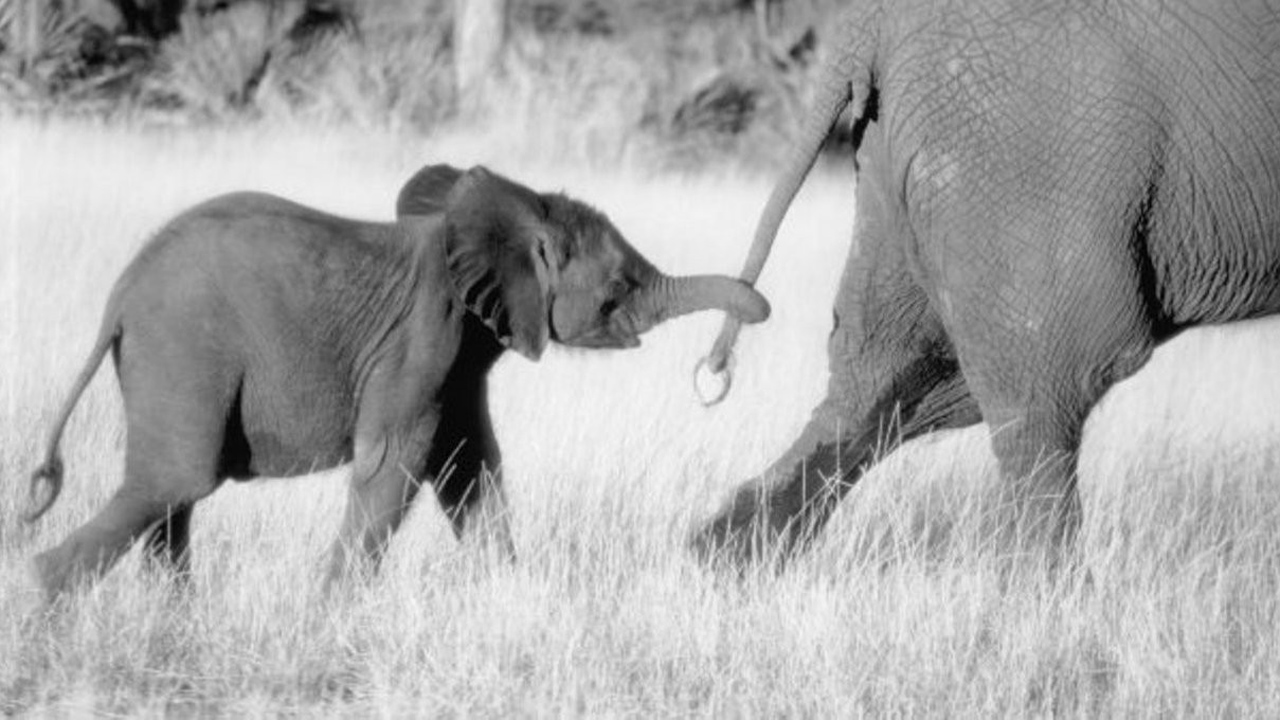 O Elefantinho de Coração Valente : Fotos