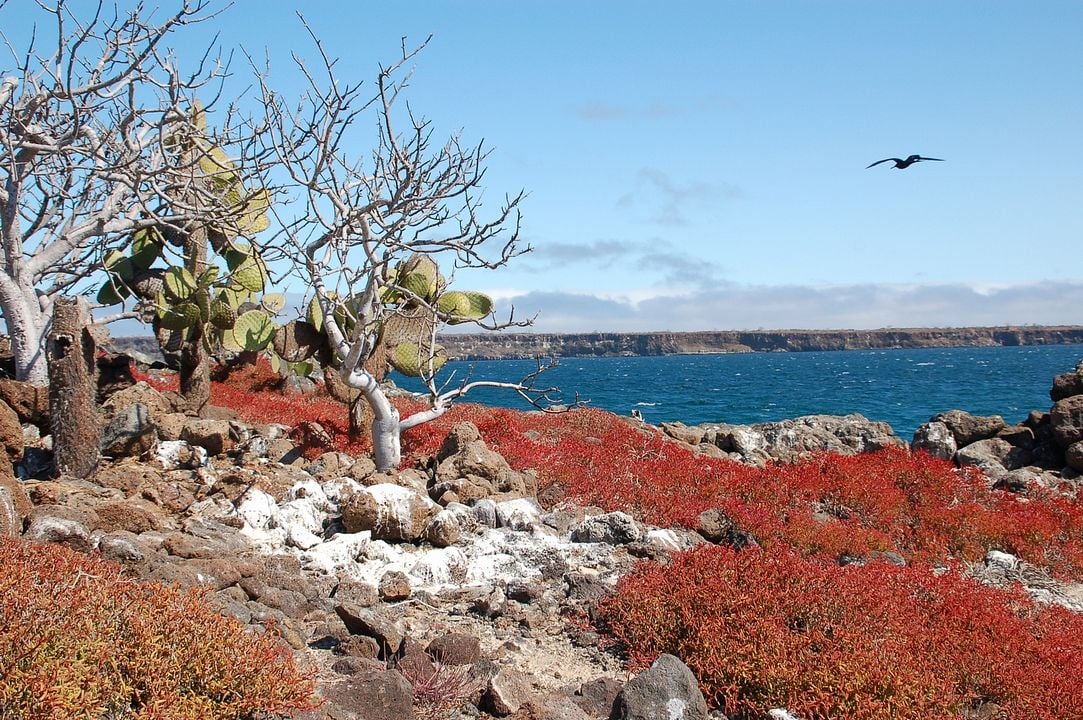 O Caso Galápagos - Quando Satã Veio ao Paraíso : Fotos