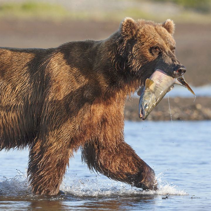 Ursos : Fotos