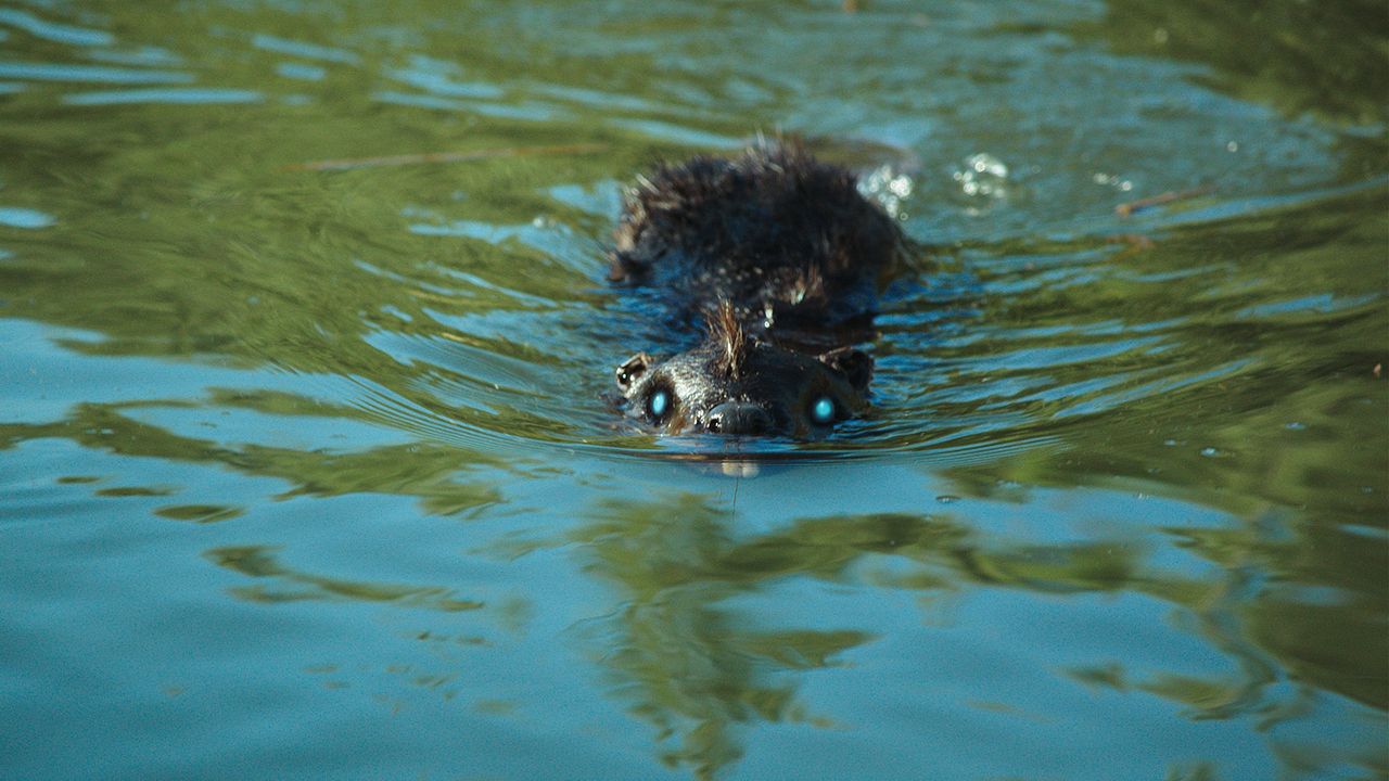 Zombeavers - Terror no Lago : Fotos