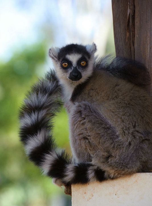 Ilha dos Lêmures - Madagascar : Fotos