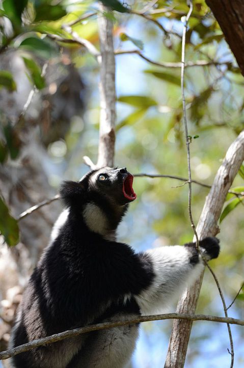Ilha dos Lêmures - Madagascar : Fotos