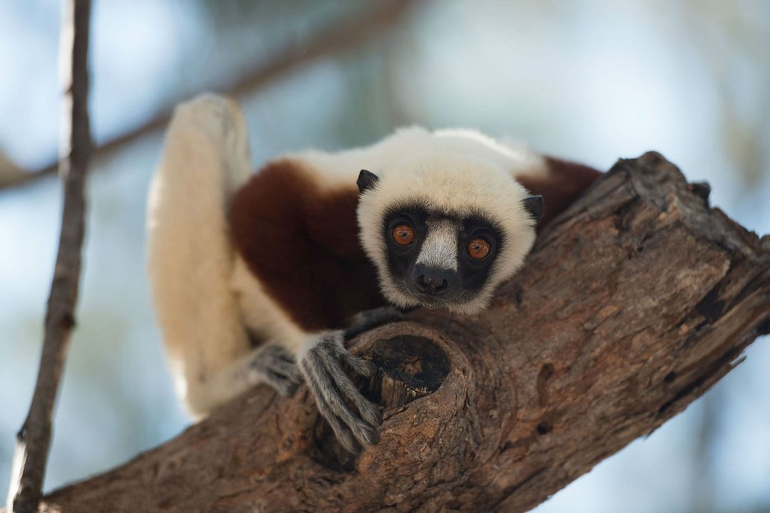 Ilha dos Lêmures - Madagascar : Fotos