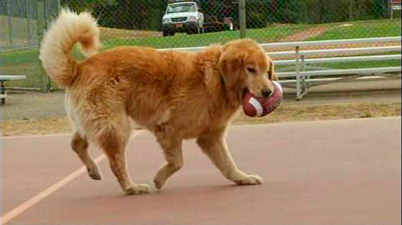 Bud 2 - O Atleta de Ouro : Fotos