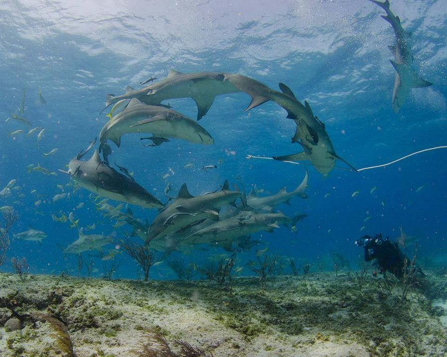 Mission Blue : Fotos