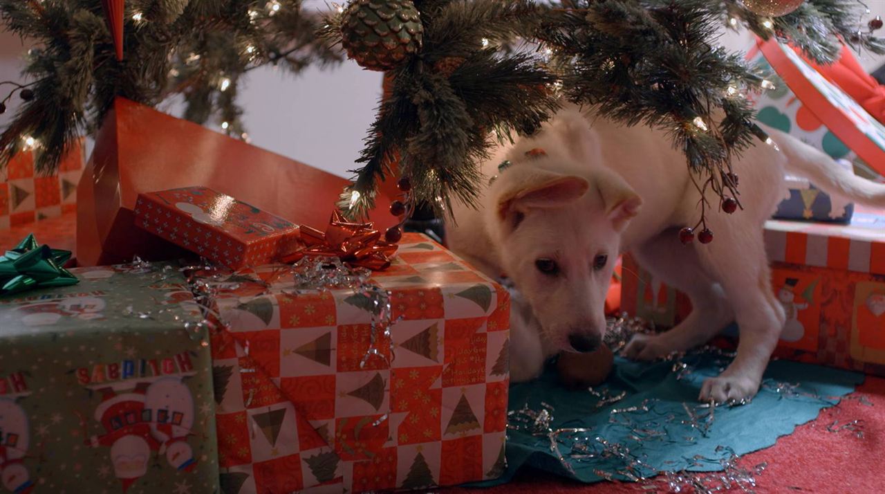 Uma Cachorrinha de Natal : Fotos