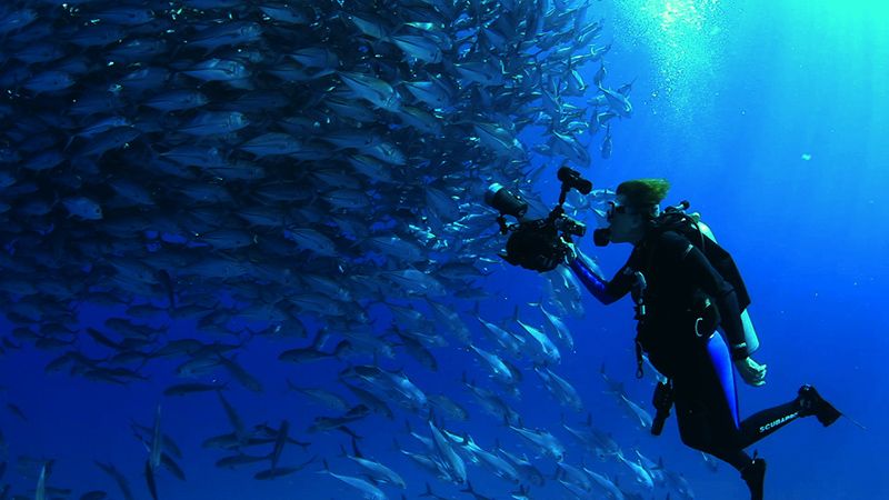 Mission Blue : Fotos