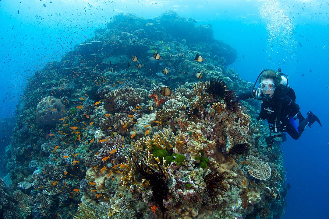 Mission Blue : Fotos