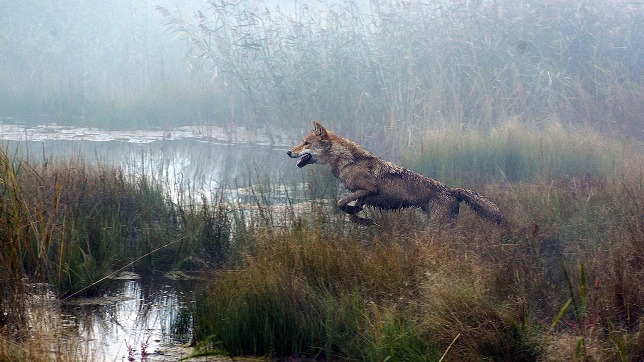 Espírito de Lobo : Fotos