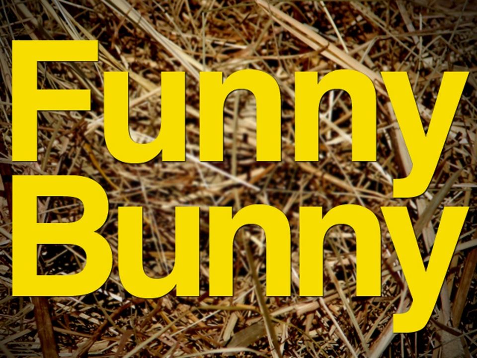 Funny Bunny : Poster