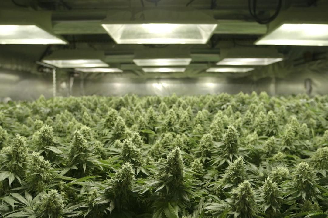 Rolling Papers : Fotos