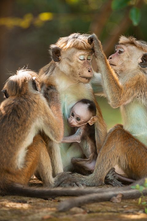 O Reino dos Primatas : Fotos