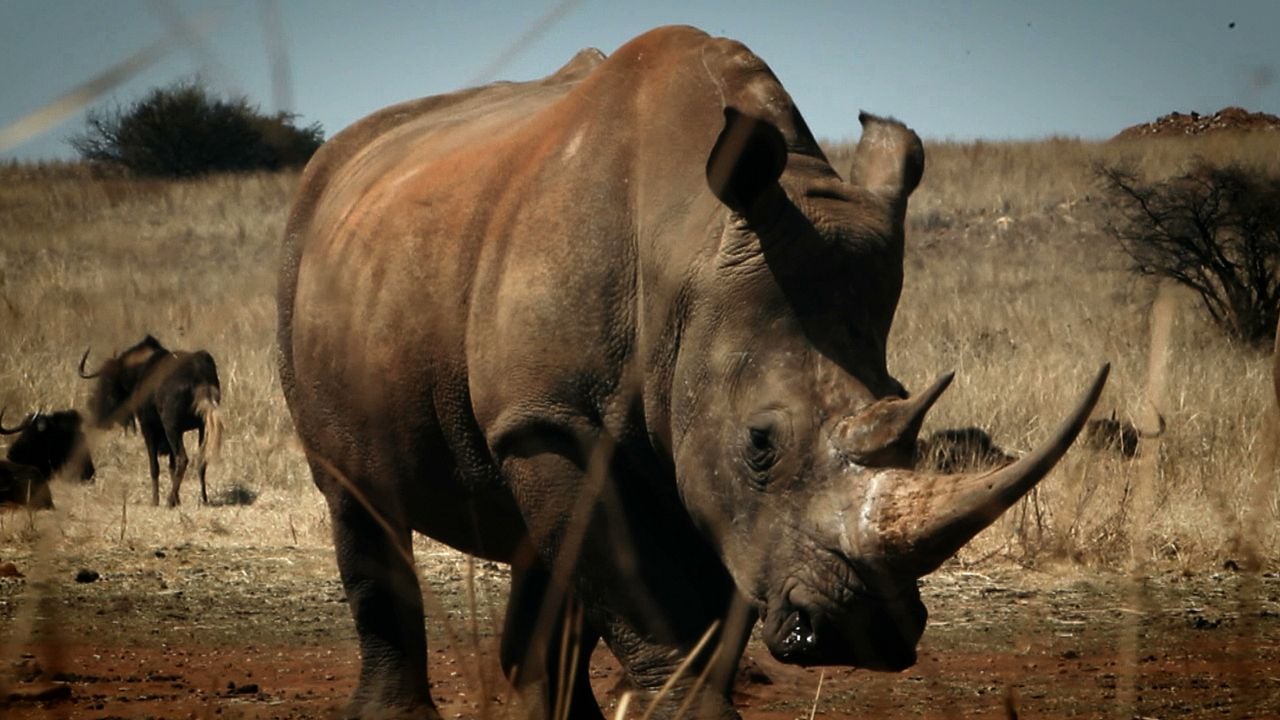 O Jogo da Extinção : Fotos