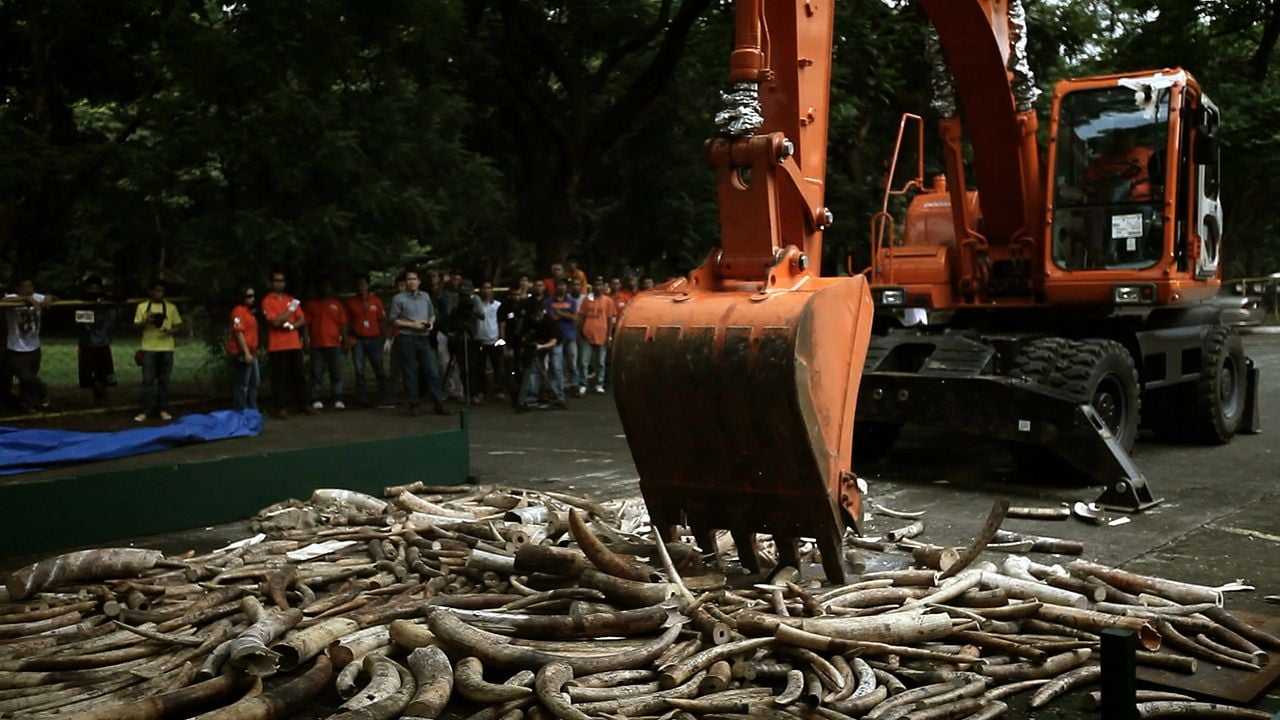 O Jogo da Extinção : Fotos