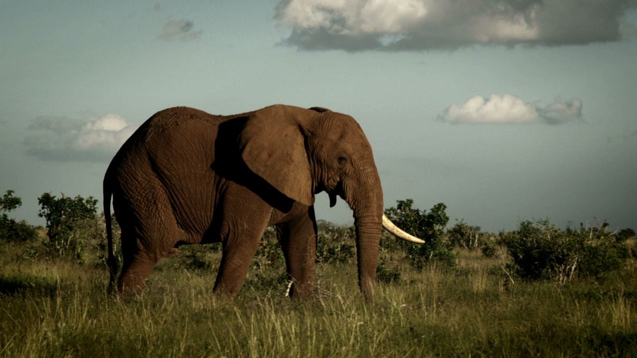 O Jogo da Extinção : Fotos