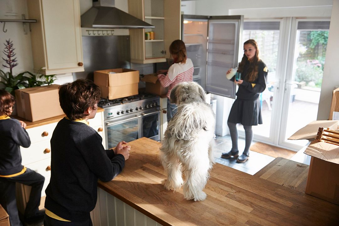 Pudsey - Este Cão é um Herói! : Fotos