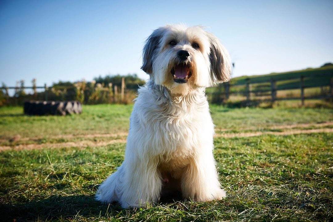 Pudsey - Este Cão é um Herói! : Fotos