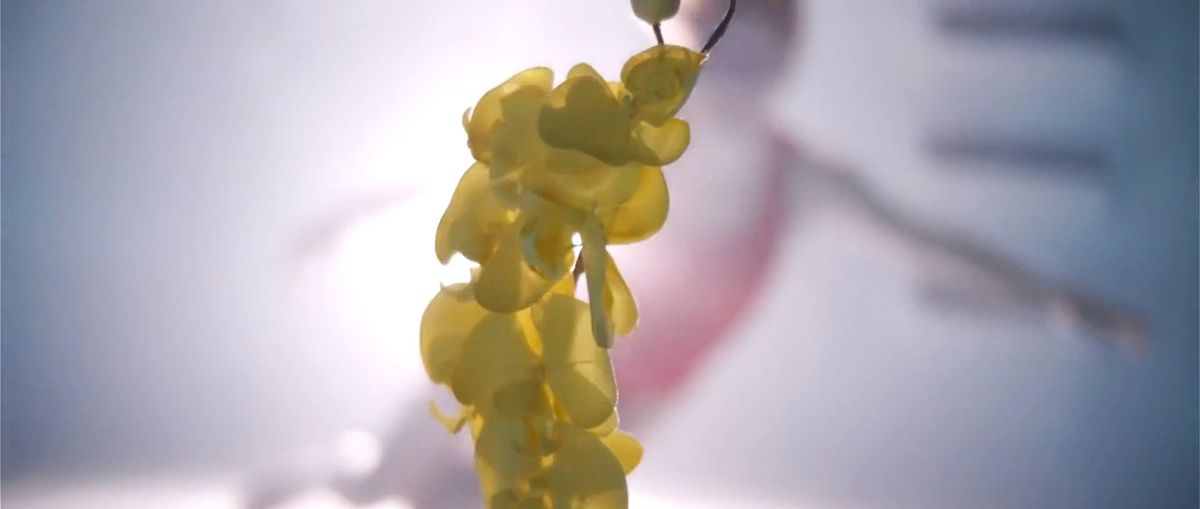 Upstream Color : Fotos