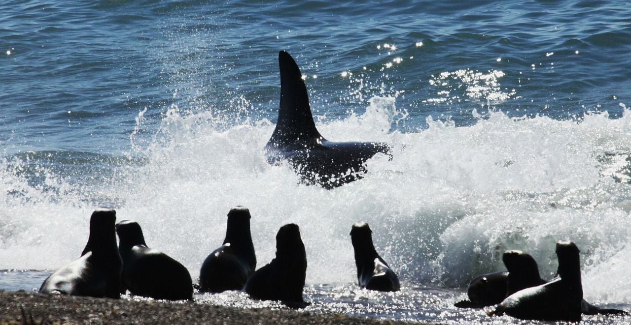 Farol das Orcas : Fotos