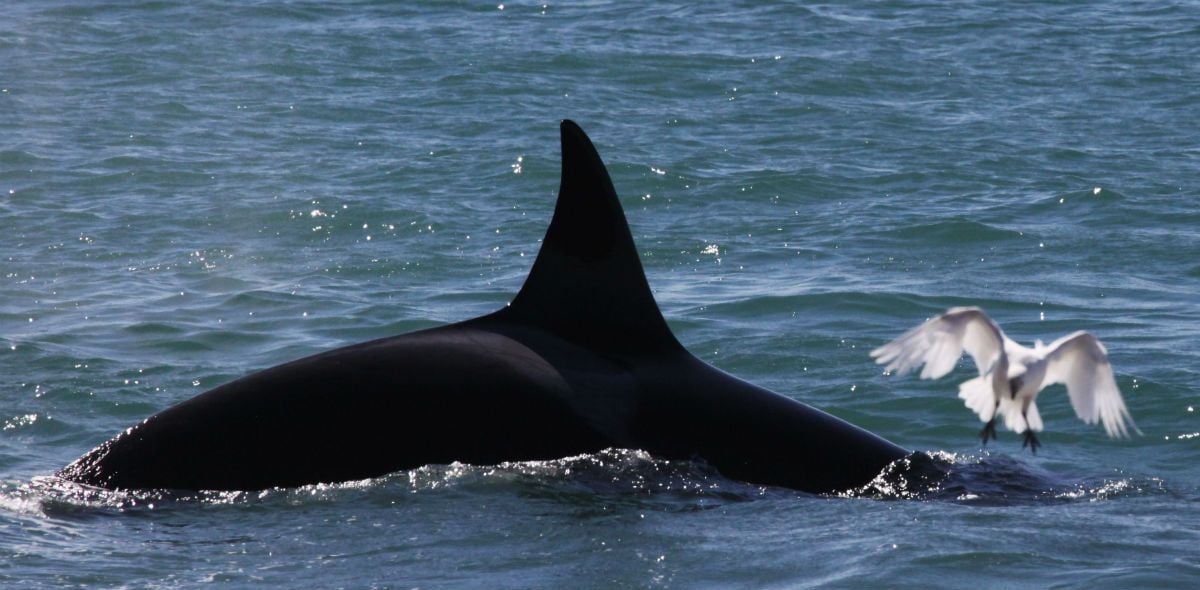 Farol das Orcas : Fotos